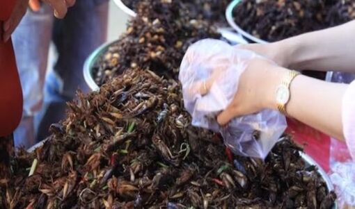 Chợ côn trùng Nà Si - độc đáo sản vật núi rừng Tây Bắc