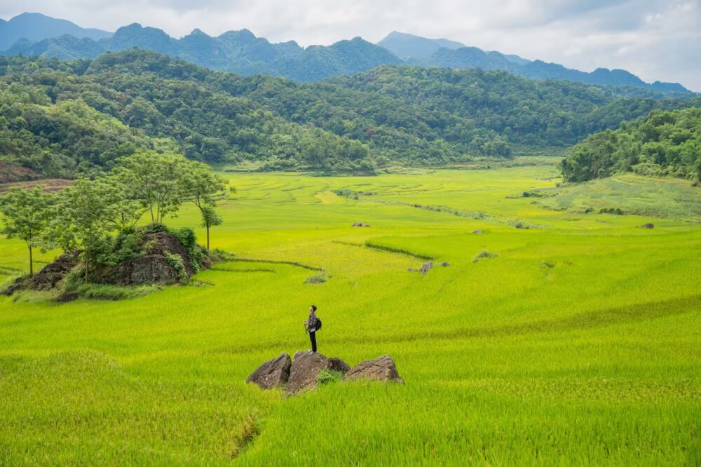 Thương đồng… mà cấy lúa thôi