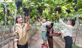 Những vườn nho hút khách ở cao nguyên