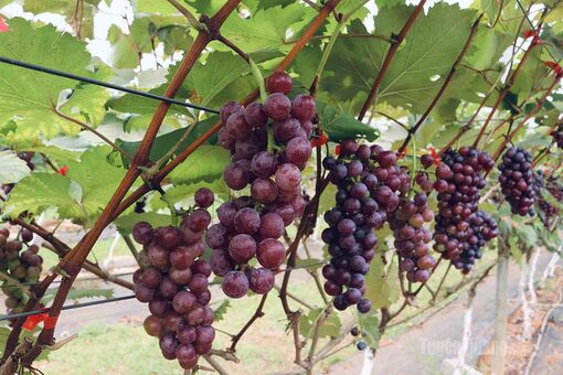 Hiệu quả từ mô hình trồng nho Hạ Đen kết hợp du lịch trải nghiệm