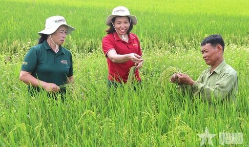 Mở rộng giá trị nông nghiệp qua xuất khẩu giống cây trồng