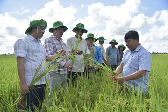 Nông dân giảm chi phí 1 triệu đồng/công nhờ quy trình sản xuất lúa hữu cơ