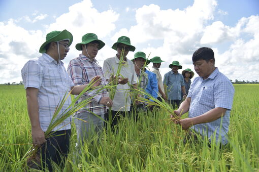 Nông dân giảm chi phí 1 triệu đồng/công nhờ quy trình sản xuất lúa hữu cơ