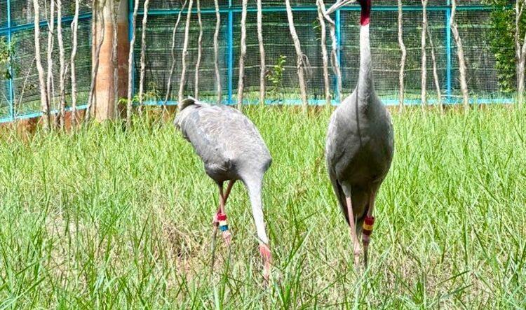 Đồng Tháp sang Thái Lan đưa sếu về Vườn quốc gia Tràm Chim đợt 2