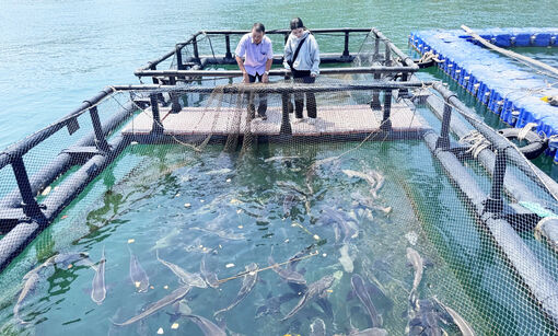 Hòn Nghệ chờ gỡ nút thắt để bứt phá