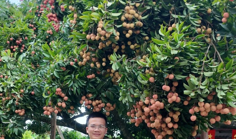 Cây vải cổ thụ 150 năm, gia chủ Hải Phòng thu hoạch 5 tạ quả