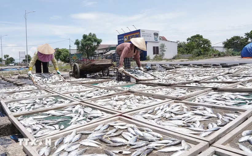 Nhọc nhằn mưu sinh nghề cá nục hấp mùa nắng nóng