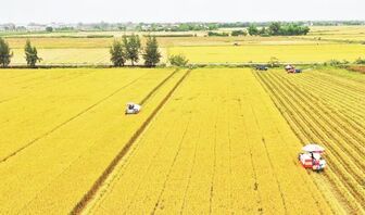 Quy hoạch vùng sản xuất xanh, nâng cao vị thế nông sản Việt