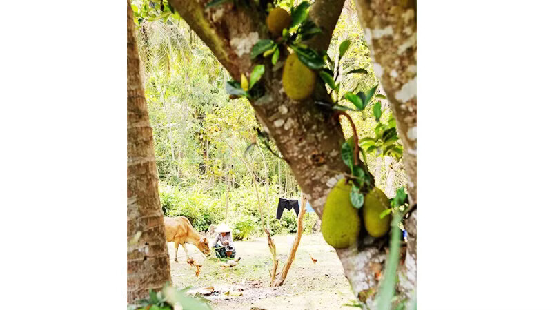 Nhớ mùa mít cũ