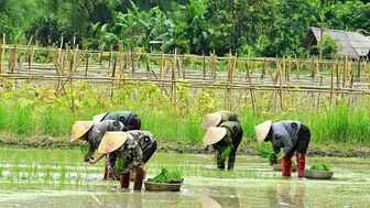 Nhịp điệu ngày mùa
