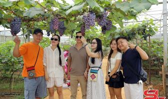 Trải nghiệm mùa nho chín trên cao nguyên