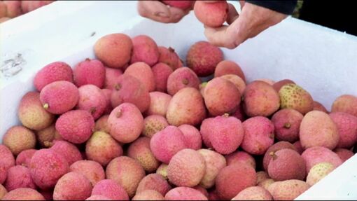 Giá bán vải thiều cao, Bắc Ninh thu gần 6.000 tỷ đồng