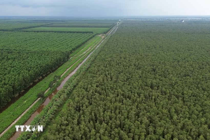 Khám phá U Minh Hạ - khu rừng tràm huyền thoại nơi cực Nam Tổ quốc