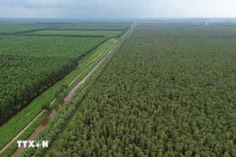Khám phá U Minh Hạ - khu rừng tràm huyền thoại nơi cực Nam Tổ quốc