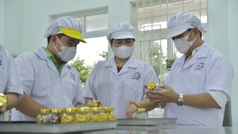 Từ buồng chuối xiêm xanh đến giấc mơ nâng tầm nông sản Việt