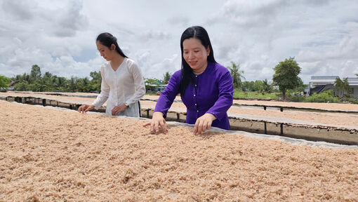 Về Kim Quy B mùa làm mắm ruốc
