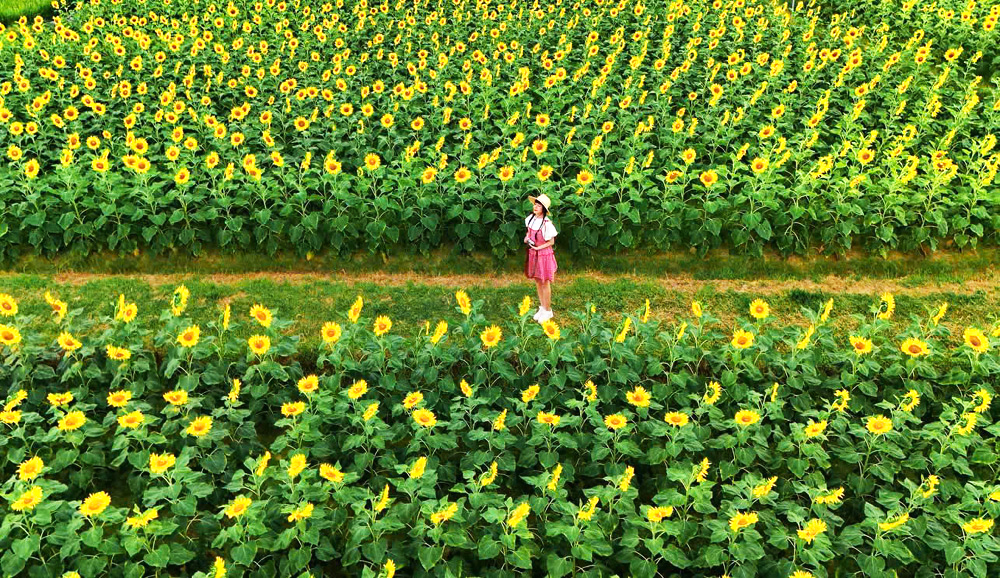 Phim trường Rose Garden rực rỡ sắc hoa