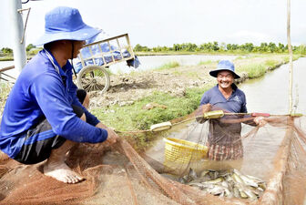 Nông dân làm chủ công nghệ sản xuất con giống