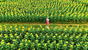 Phim trường Rose Garden rực rỡ sắc hoa
