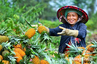 Photo Story: Đồng Tháp - Miền trái ngọt