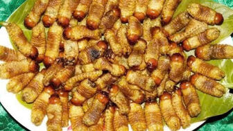 Vĩnh Long nghiêm cấm nhân nuôi, phát tán đuông dừa trái phép
