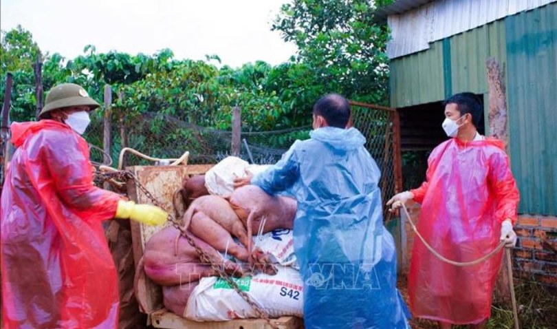 Giám sát, quản lý chặt phòng, chống dịch tả lợn châu Phi