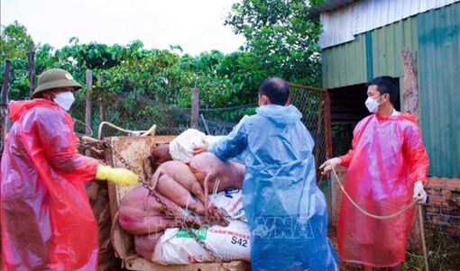 Giám sát, quản lý chặt phòng, chống dịch tả lợn châu Phi