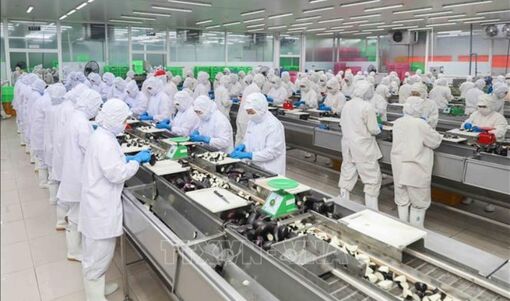 Xuất khẩu nông, lâm, thủy sản tăng 6% trong 6 tháng đầu năm