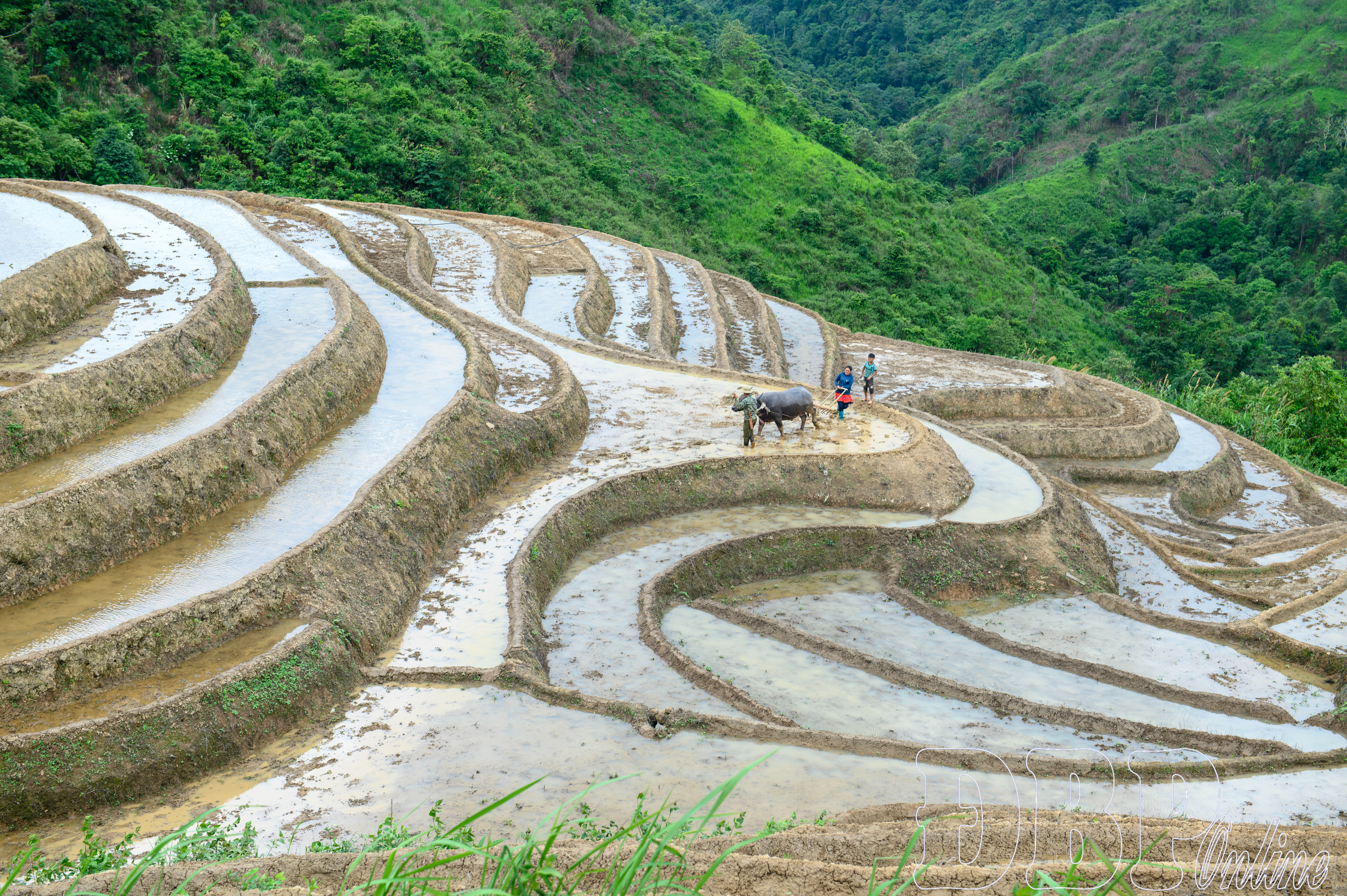 Mùa nước đổ trên ruộng bậc thang Pu Nhi