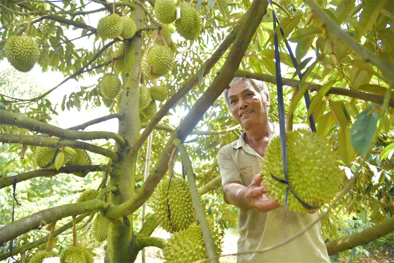Nhà vườn làm du lịch sinh thái cộng đồng