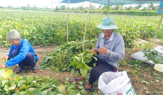 Châu Phú tìm hướng đi mới cho nông nghiệp