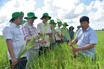 Tự nguyện chuyển sang lúa hữu cơ