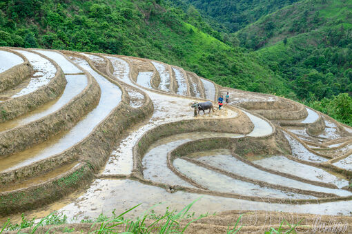 Mùa nước đổ trên ruộng bậc thang Pu Nhi