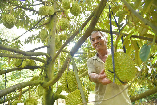 Nhà vườn làm du lịch sinh thái cộng đồng