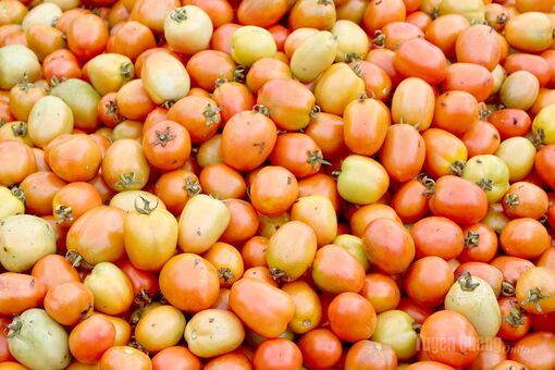 Vui mùa thu hoạch cà chua