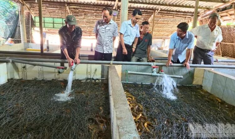 Hàng trăm hộ nuôi lươn ở Vị Thủy chật vật vì giá giảm, tồn đọng kéo dài