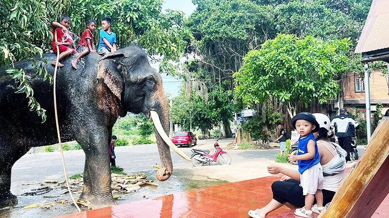 Bảo tồn voi và cả văn hóa về voi