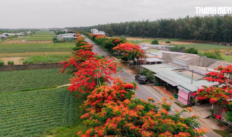 Con đường phượng vĩ đỏ rực dài hơn 3 km ở miền Tây