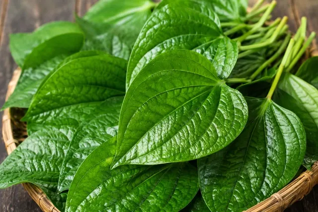 Đau khớp, đầy bụng có nên dùng lá lốt? Bác sĩ giải đáp