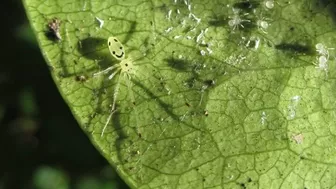 Phát hiện loài nhện 'mặt cười' mới tại vùng núi cao Himalaya