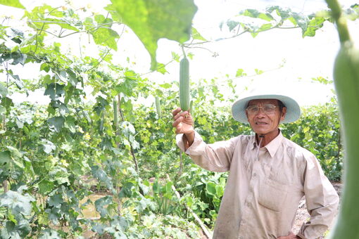 Trồng mướp hương, vững đầu ra
