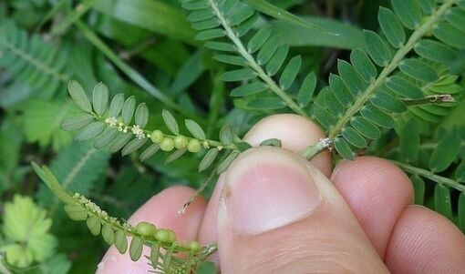 Vì sao gọi là cây chó đẻ?