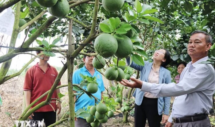 Nâng cao sức cạnh tranh cho trái bưởi da xanh xuất khẩu Đồng Tháp