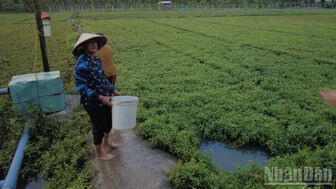 Đồng Tháp đang làm rõ vụ rau màu có dấu hiệu thiệt hại bất thường