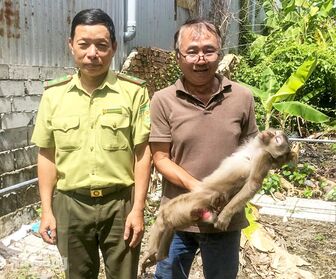 Người dân An Giang tự nguyện giao nộp cá thể khỉ đuôi lợn quý hiếm