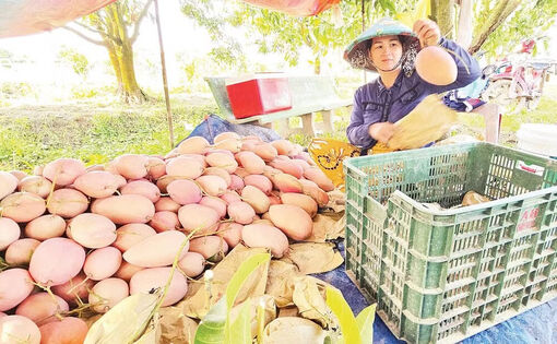 Chuyển đổi đất trồng, nâng cao giá trị sản xuất nông nghiệp