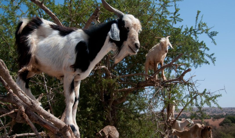 Bí mật phía sau đàn dê leo cây ở Morocco