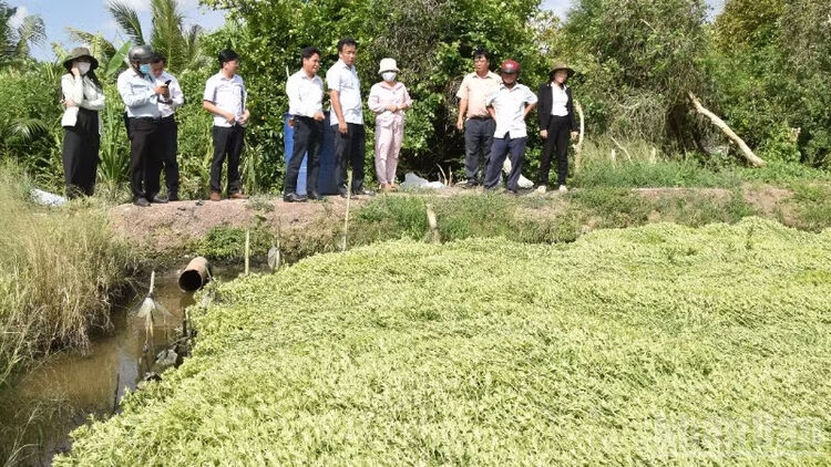 Đồng Tháp huy động ngành chuyên môn tìm nguyên nhân vụ rau màu thiệt hại bất thường
