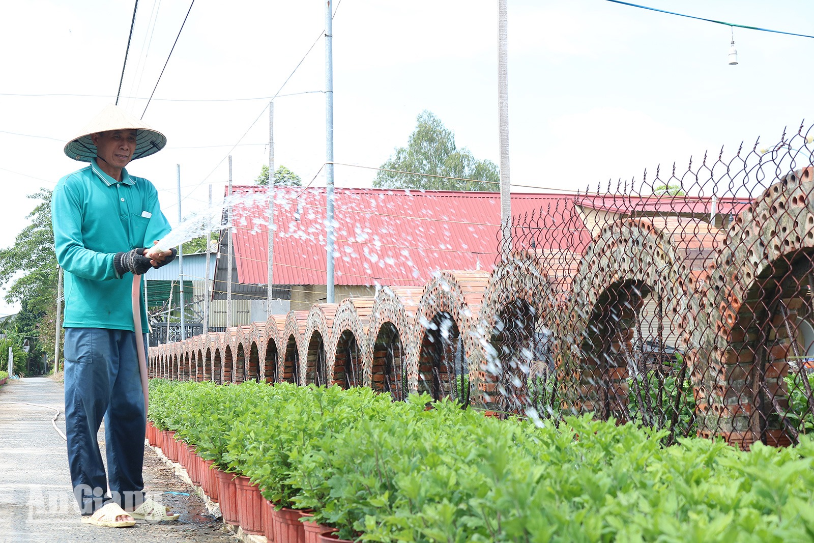 Nông dân An Châu sản xuất nông nghiệp công nghệ cao