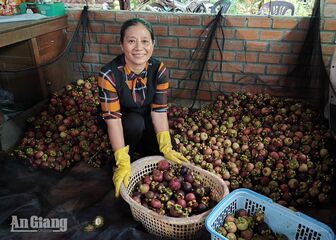 Giá trị kinh tế của vườn măng cụt 75 năm